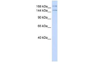 IFT140 antibody used at 1 ug/ml to detect target protein.