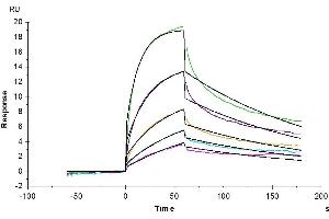 Surface Plasmon Resonance (SPR) image for Interleukin 3 Receptor, alpha (IL3RA) (AA 18-302) protein (His tag) (ABIN7274938)