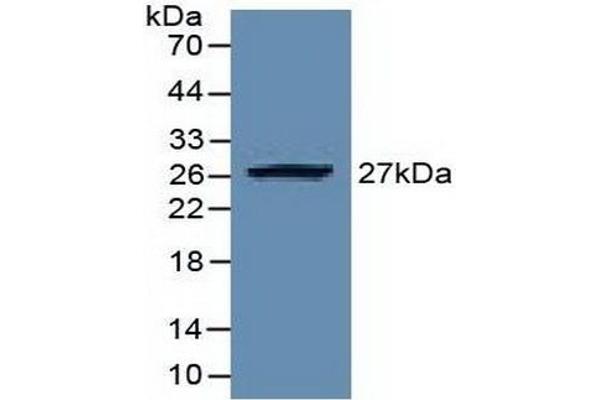EZH2 抗体  (AA 51-285)