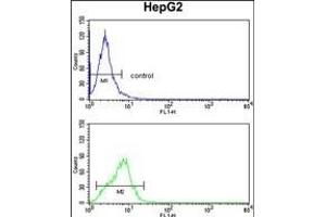 Flow Cytometry (FACS) image for anti-Cytochrome P450, Family 4, Subfamily F, Polypeptide 3 (CYP4F3) (AA 77-109), (N-Term) antibody (ABIN652588)