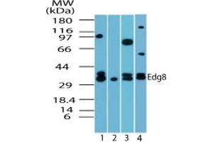 Image no. 3 for anti-Sphingosine-1-Phosphate Receptor 5 (S1PR5) (AA 1-50) antibody (ABIN207763) (S1PR5 抗体  (AA 1-50))