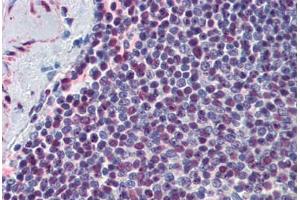 Human Spleen: Formalin-Fixed, Paraffin-Embedded (FFPE) (p300 抗体  (AA 731-831))