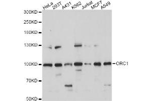 Western blot analysis of extracts of various cell lines, using ORC1 antibody (ABIN6293903) at 1:1000 dilution. (ORC1 抗体)