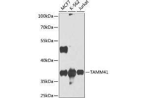 Western blot analysis of extracts of various cell lines, using T antibody (ABIN6132358, ABIN6148841, ABIN6148842 and ABIN6224415) at 1:1000 dilution. (TAM41 抗体  (AA 25-316))