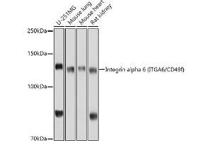 Western blot analysis of extracts of various cell lines, using Integrin alpha 6 (ITG/CD49f) antibody (ABIN6129395, ABIN6142566, ABIN6142567 and ABIN6220169) at 1:1000 dilution. (ITGA6 抗体  (AA 870-1010))