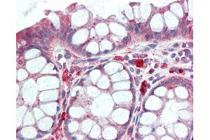Anti-GPNMB antibody IHC staining of human colon. (Osteoactivin 抗体  (AA 50-99))