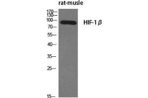 Western Blot (WB) analysis of specific cells using HIF-1beta Polyclonal Antibody. (ARNT 抗体  (N-Term))