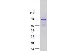 Validation with Western Blot