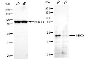 Western blotting analysis using IKBKG antibody (ABIN7799037).