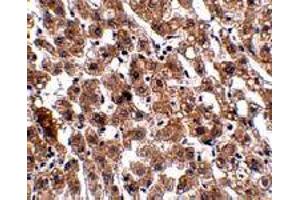Immunohistochemistry of HAAO in human liver tissue with HAAO polyclonal antibody  at 2. (HAAO 抗体  (N-Term))