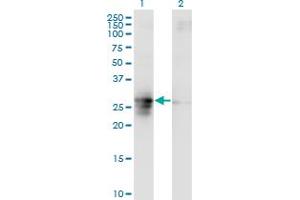 Western Blotting (WB) image for anti-Family with Sequence Similarity 3, Member B (FAM3B) (AA 1-236) antibody (ABIN599570) (FAM3B 抗体  (AA 1-236))
