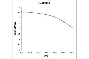 Antigen: 2 µg/100 µL  Primary: Antiserum, 1:500, 1:1000, 1:2000, 1:4000, 1:8000, 1:16000, 1:32000;  Secondary: HRP conjugated Rabbit Anti-Goat IgG at 1: 5000;  TMB staining Read the data in Microplate Reader by 450nm. (PMP70 抗体  (AA 51-160))