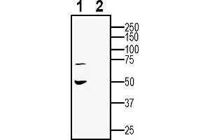 anti-G Protein-Coupled Receptor 143 (GPR143) (AA 225-239), (Intracellular) antibody