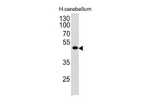 Western Blot of human Cerebellum lysate using PAX6 Monoclonal Antibody (PAX6/498). (PAX6 抗体  (N-Term))