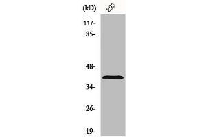 Western Blot analysis of 293 cells using CD298 Polyclonal Antibody (ATP1B3 抗体  (Internal Region))