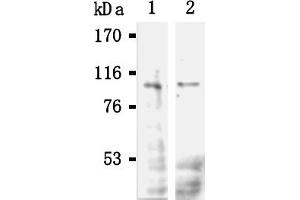 Western Blotting (WB) image for anti-POU Domain, Class 2, Transcription Factor 1 (POU2F1) antibody (ABIN567788) (POU2F1 抗体)
