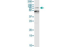 EZR MaxPab rabbit polyclonal antibody. (Ezrin 抗体  (AA 1-586))