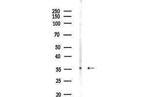 anti-Renalase, FAD-Dependent Amine Oxidase (RNLS) (C-Term) antibody