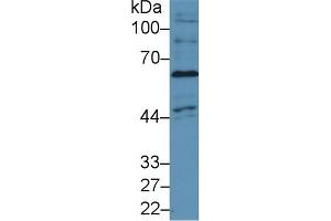 Western Blotting (WB) image for anti-NADPH Oxidase 4 (NOX4) (AA 220-392) antibody (ABIN7434350)