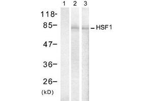 Western blot analysis of extracts from Hela cells treated with IFN or Heat shock, using HSF1 (Ab-307) antibody (E021206, Lane 1, 2 and 3). (HSF1 抗体)
