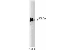 Western blot analysis of Hic-5 on a rat lung lysate. (TGFB1I1 抗体  (AA 73-186))