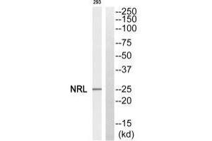 Western blot analysis of extracts from 293 cells, using NRL antibody. (NRL 抗体  (N-Term))
