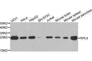 Western blot analysis of extracts of various cell lines, using RPL9 antibody (ABIN6291201) at 1:1000 dilution. (RPL9 抗体)