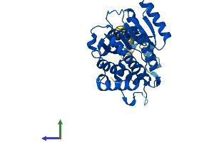 AlphaFold protein structure predicition of Human Recombinant RDH11 Protein, UniprotID Q8TC12