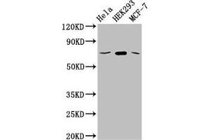 Western Blot Positive WB detected in: Hela whole cell lysate, HEK293 whole cell lysate, MCF-7 whole cell lysate All lanes: SLC20A1 antibody at 2. (GLUT1 抗体  (AA 263-458))