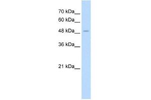 AADAT antibody used at 1. (AADAT 抗体  (N-Term))