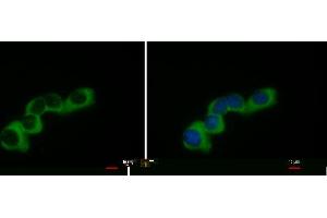 Immunofluorescence (IF) image for anti-Collagen, Type I, alpha 2 (COL1A2) (C-Term) antibody (ABIN2855530)