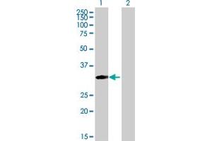 Western Blot analysis of MRPS18B expression in transfected 293T cell line by MRPS18B MaxPab polyclonal antibody. (MRPS18B 抗体  (AA 1-258))