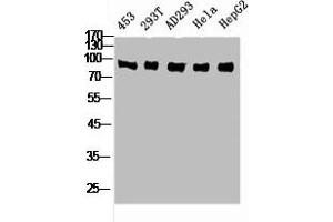 Western Blot analysis of 453 293T AD293 HELA HepG2 cells using Rsk-4 Polyclonal Antibody (RPS6KA6 抗体  (C-Term))