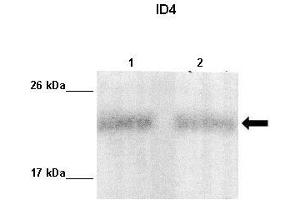 Lanes :  Lane 1: 10ug MDA-MB231 lysateLane 2: 10ug MCF7 lysate   Primary Antibody Dilution :   1:1000    Secondary Antibody :  Anti-rabbit-HRP   Secondary Antibody Dilution :   1:10,000   Gene Name :  ID4   Submitted by :  Maria Teresita Branham. (ID4 抗体  (Middle Region))