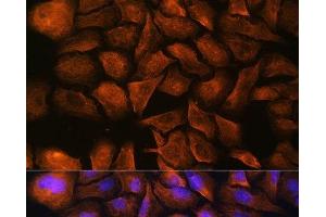 Immunofluorescence analysis of U-2 OS cells using SPTAN1 Polyclonal Antibody at dilution of 1:100. (SPTAN1 抗体)