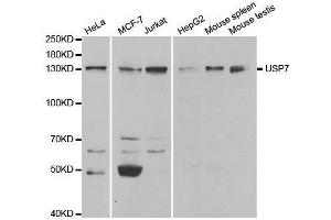 Western blot analysis of extracts of various cell lines, using USP7 antibody.