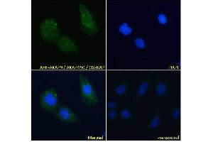 ABIN185354 Immunofluorescence analysis of paraformaldehyde fixed U2OS cells, permeabilized with 0. (AKAP9 抗体  (C-Term))