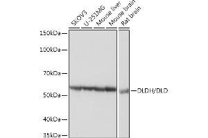 Western blot analysis of extracts of various cell lines, using DLDH/DLD Rabbit mAb (ABIN7266766) at 1:3000 dilution. (DLD 抗体)