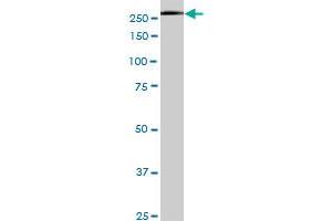 USP9X monoclonal antibody (M05), clone 5D7. (USP9X 抗体  (AA 1-90))