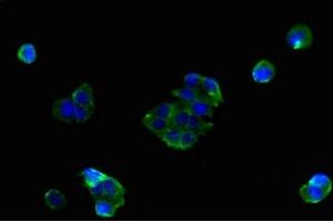 Immunofluorescent analysis of MCF-7 cells using ABIN7159882 at dilution of 1:100 and Alexa Fluor 488-congugated AffiniPure Goat Anti-Rabbit IgG(H+L) (SLC25A38 抗体  (AA 1-30))