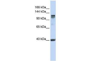 WB Suggested Anti-RFX1 Antibody Titration:  0. (RFX1 抗体  (C-Term))