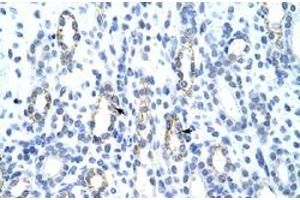 Immunohistochemical staining (Formalin-fixed paraffin-embedded sections) of human kidney with GTF2IRD1 polyclonal antibody  at 4-8 ug/mL working concentration. (GTF2IRD1 抗体  (C-Term))