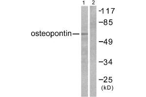 Western Blotting (WB) image for anti-Secreted phosphoprotein 1 (SPP1) (C-Term) antibody (ABIN1848711) (Osteopontin 抗体  (C-Term))
