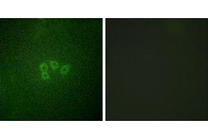 Peptide - +Immunofluorescence analysis of A549 cells, using eIF4B (Ab-422) antibody. (EIF4B 抗体)