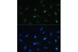 Immunofluorescence analysis of U-2 OS cells using HNF4G Polyclonal Antibody (ABIN7267620) at dilution of 1:100 (40x lens). (HNF4 gamma 抗体  (AA 366-445))