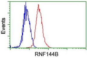 Image no. 2 for anti-Ring Finger Protein 144B (RNF144B) (AA 1-256) antibody (ABIN1490650) (RNF144B 抗体  (AA 1-256))