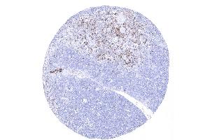 In the thymus more than 99 of the cortical thymocytes are CD45RA negative. (CD45RA 抗体)