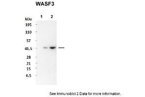 Sample Type: 1. (WASF3 抗体  (N-Term))