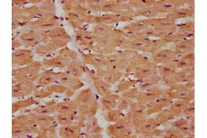 Immunohistochemistry (IHC) image for anti-C-Fos Induced Growth Factor (Vascular Endothelial Growth Factor D) (Figf) (AA 89-205) antibody (ABIN7175376)
