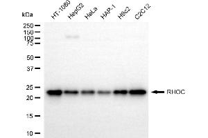 Western blotting analysis using RHOC antibody (ABIN7800143). (RHOC 抗体)